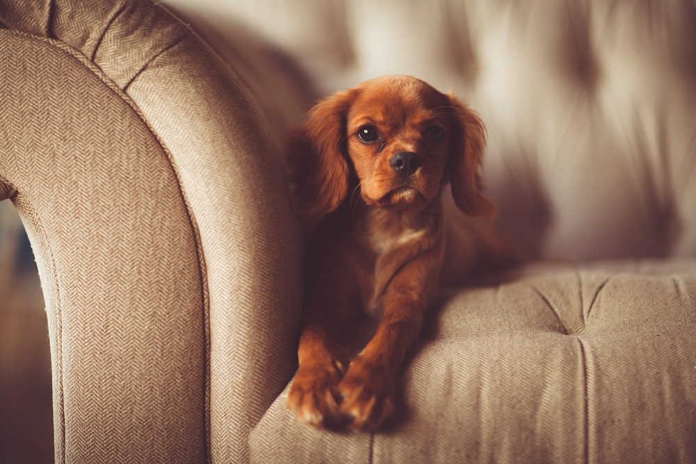 Cuál es el mejor tejido de sofá si tienes mascotas