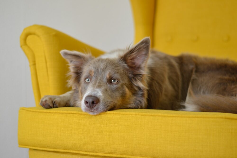 limpieza del sofá cuando vives con mascotas 