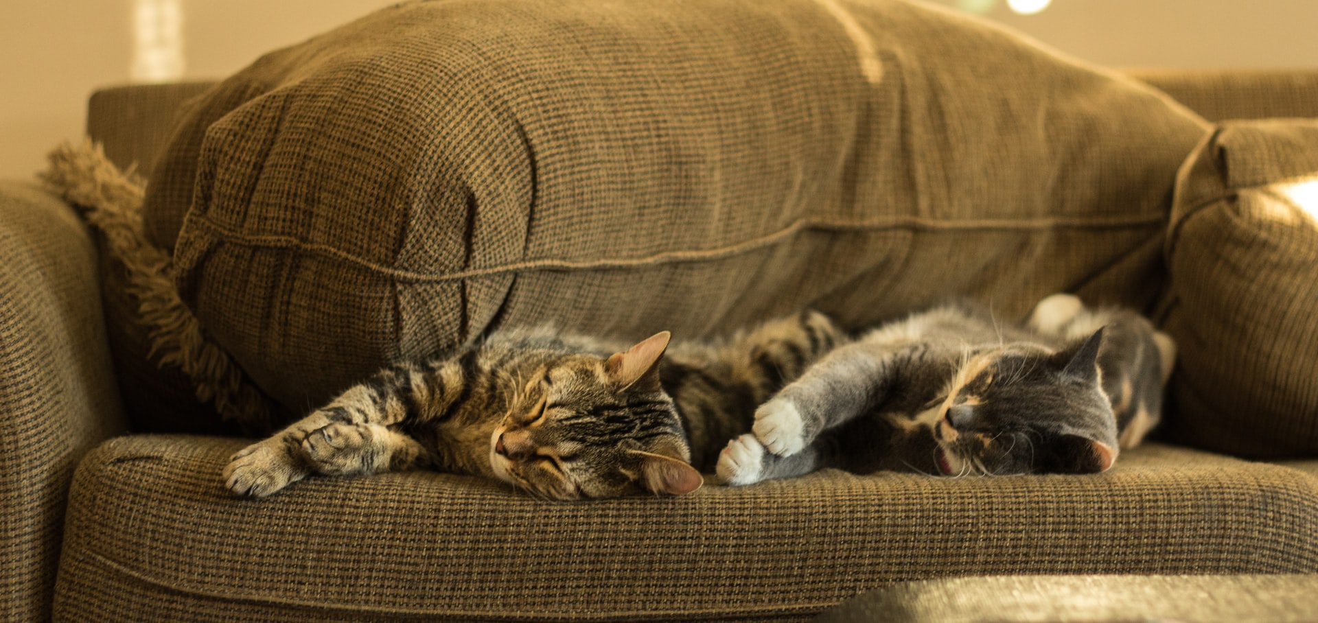 Consejos para cuidar y limpiar tu sofá cuando vives con varias mascotas